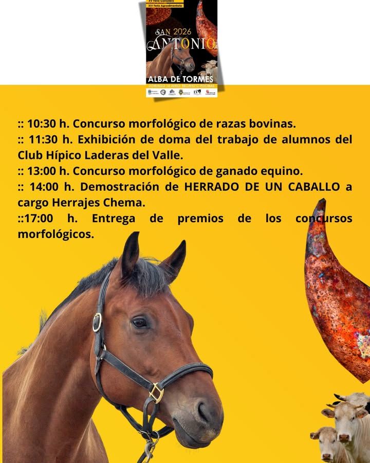 Caballo en exhibición durante concurso morfológico en San Antonio 2026