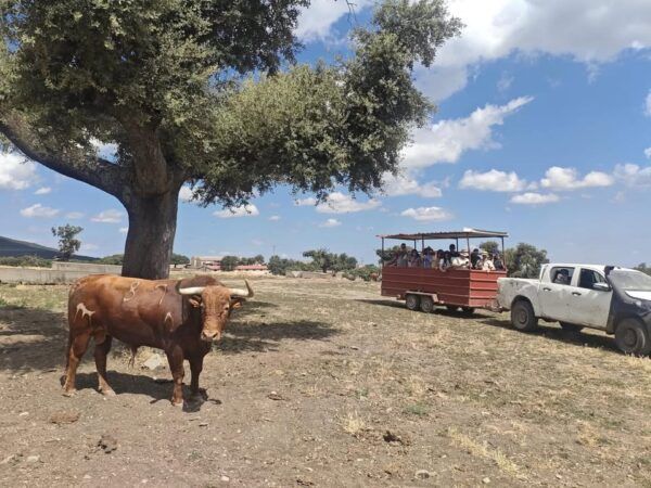 Toro bravo en la ganadería El Pilar durante una jornada cultural