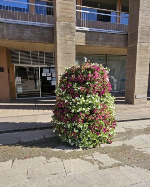 Torres florales en la Plaza Mayor de Carbajosa de la Sagrada