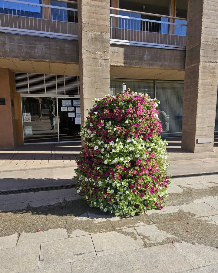 Torres florales en la Plaza Mayor de Carbajosa de la Sagrada