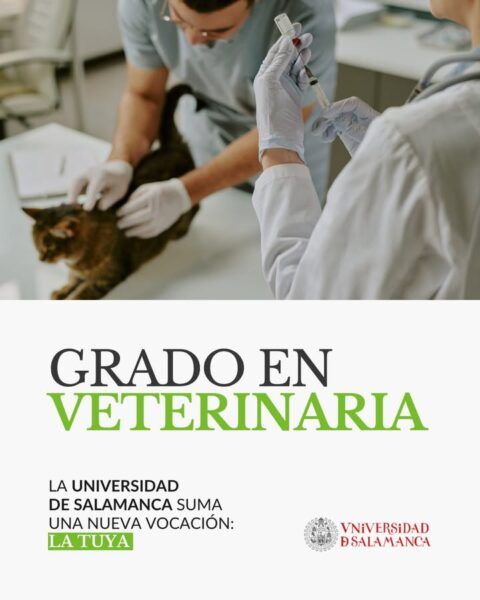 Veterinario administrando una inyección a un gato en consulta