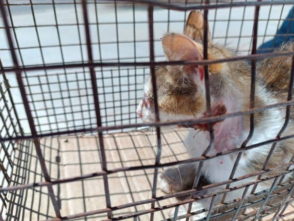 Gata en estado crítico rescatada por ASPAP en Salamanca