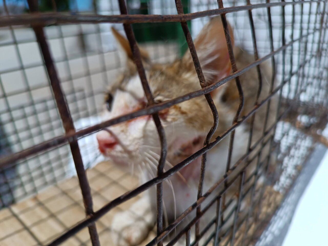 Gata rescatada en estado crítico por ASPAP en Salamanca
