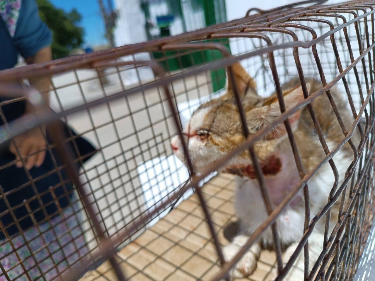 Gata en estado crítico rescatada por ASPAP en Salamanca