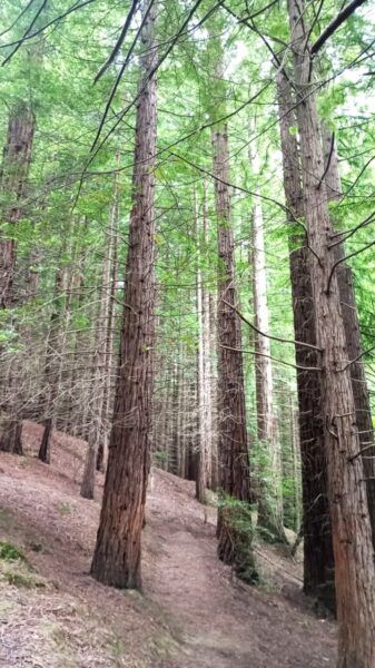 Bosque de secuoyas con árboles altos y verdes en Segovia