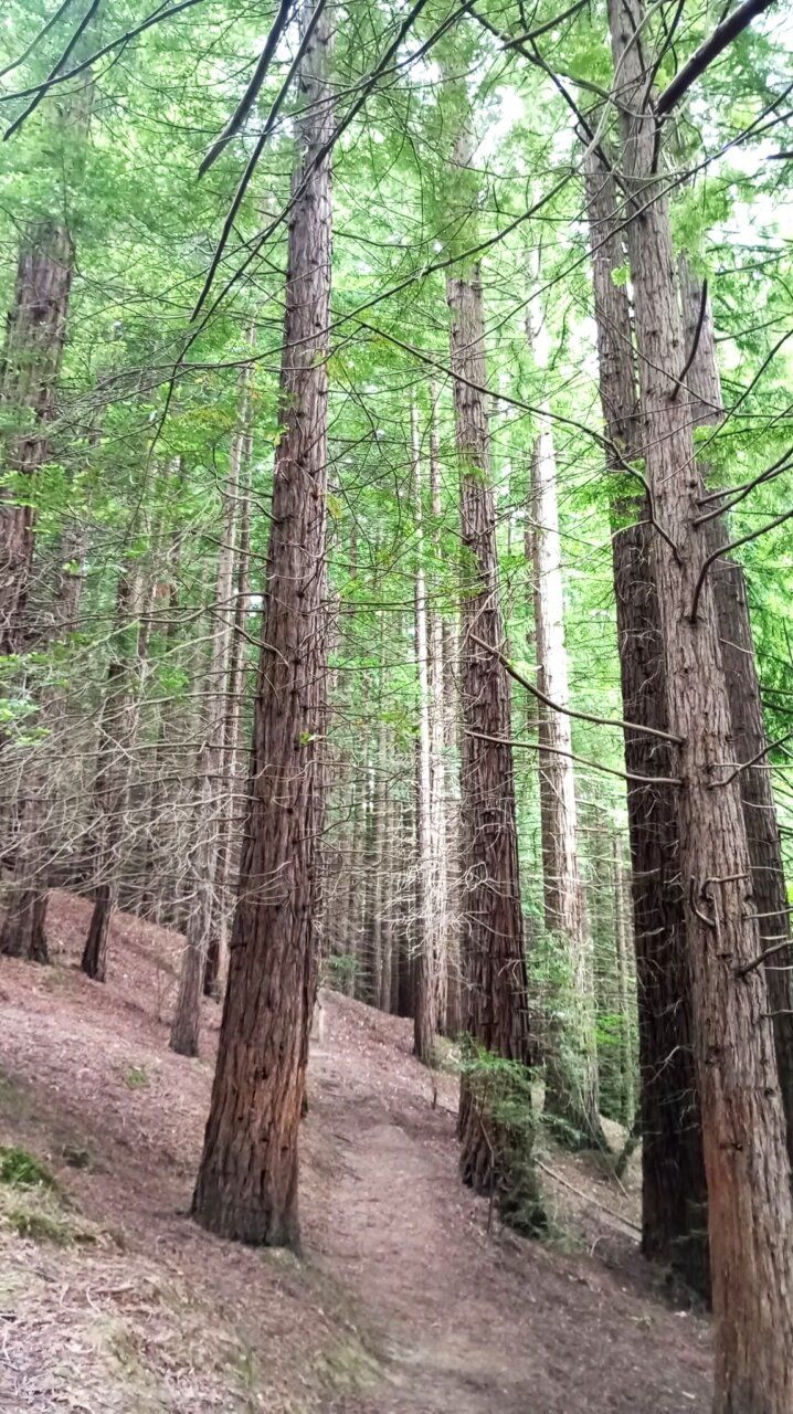 Bosque de secuoyas con árboles altos y verdes en Segovia