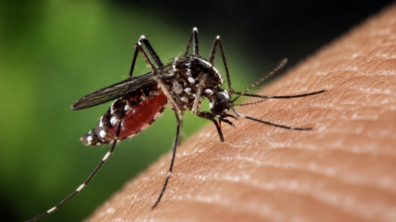 Primer plano de un mosquito alimentándose de la piel humana