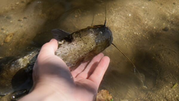 Siluro siendo liberado en el río Águeda por una persona