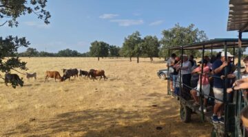 Experiencia turística cultural en la dehesa y el toro bravo en Salamanca