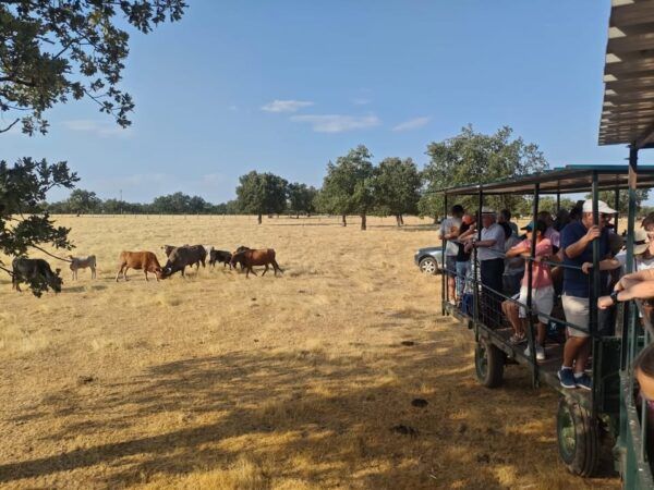 Grupo de personas observando toros en la dehesa de Salamanca
