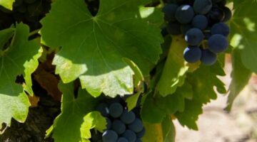 La garnacha calabrés, un valor en la Sierra de Salamanca