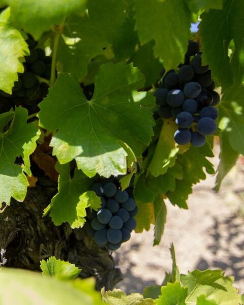 Racimos de uvas garnacha calabrés en viñedo de la Sierra de Salamanca