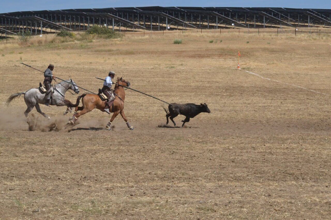 Competencia de doma y campo con caballos y vaquillas en Ciudad Rodrigo