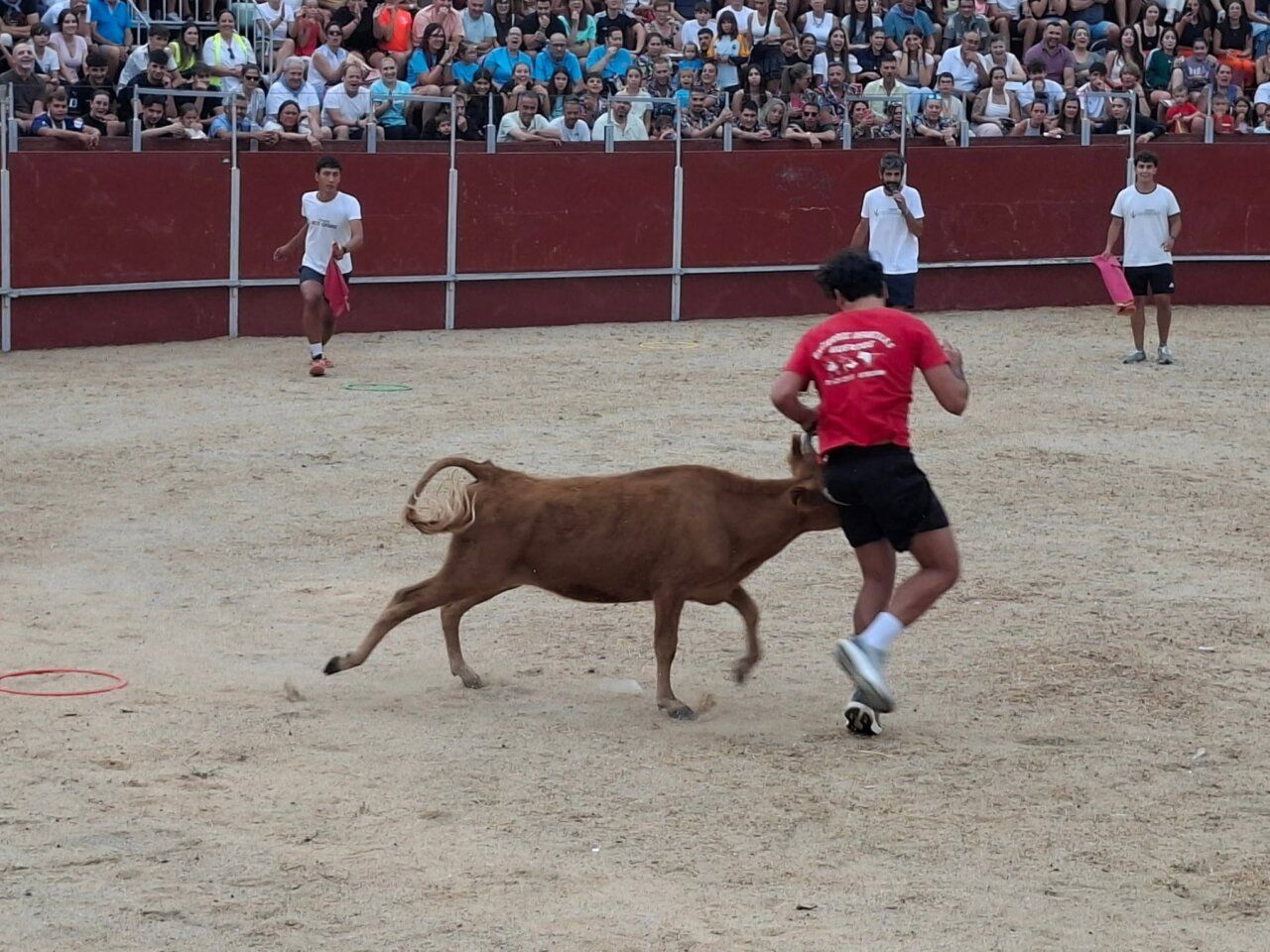 Participantes en el Carbajosa Prix corriendo tras una vaquilla en las fiestas de San Roque