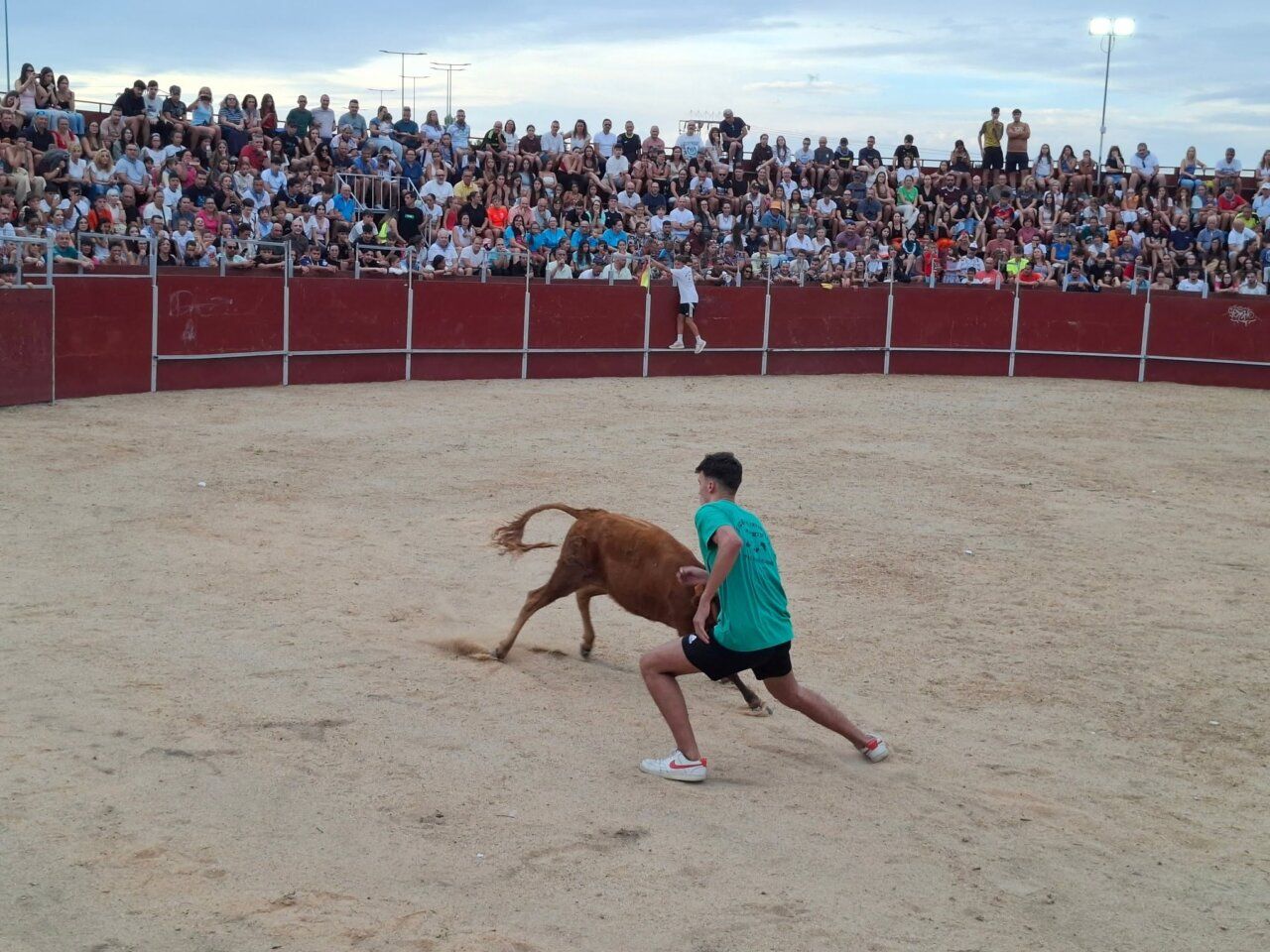 Participante corriendo detrás de una vaquilla en las fiestas de San Roque