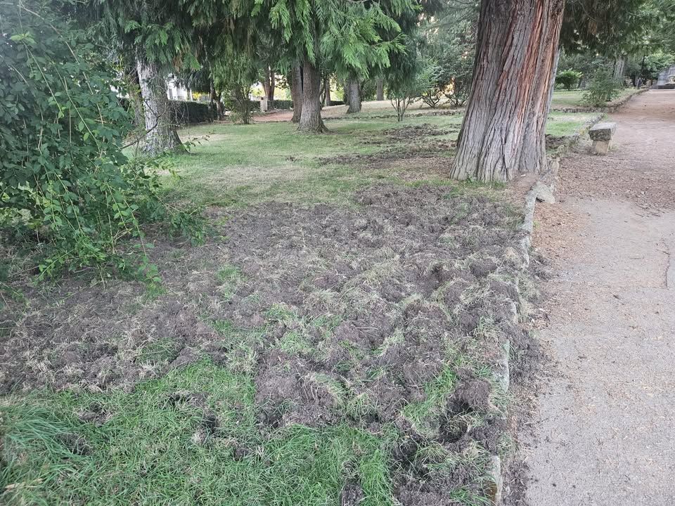 Zona del parque afectada por la actividad de jabalíes en la madrugada