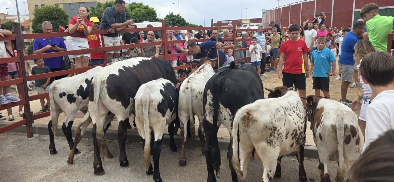 Niños y familias disfrutando del encierro de mini bueyes en Carbajosa de la Sagrada