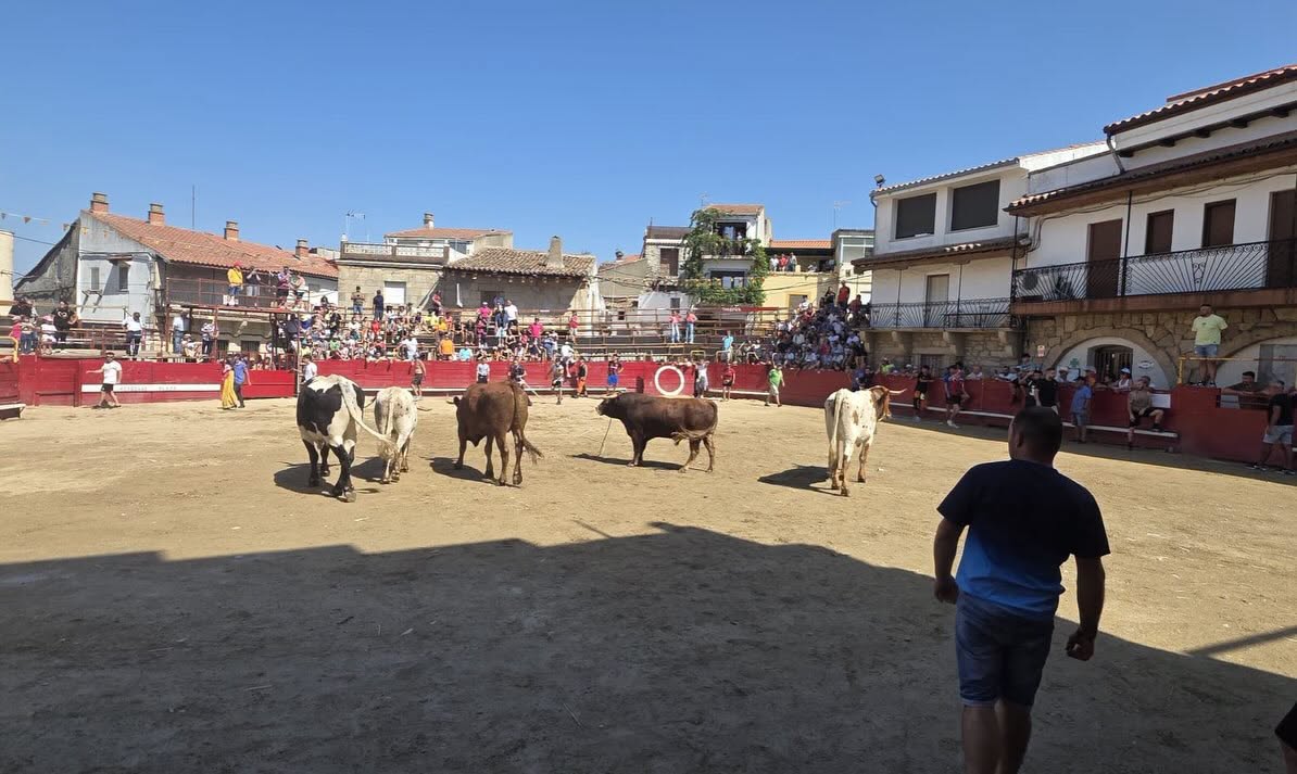 Villarino de los Aires durante un encierro con vacas y espectadores
