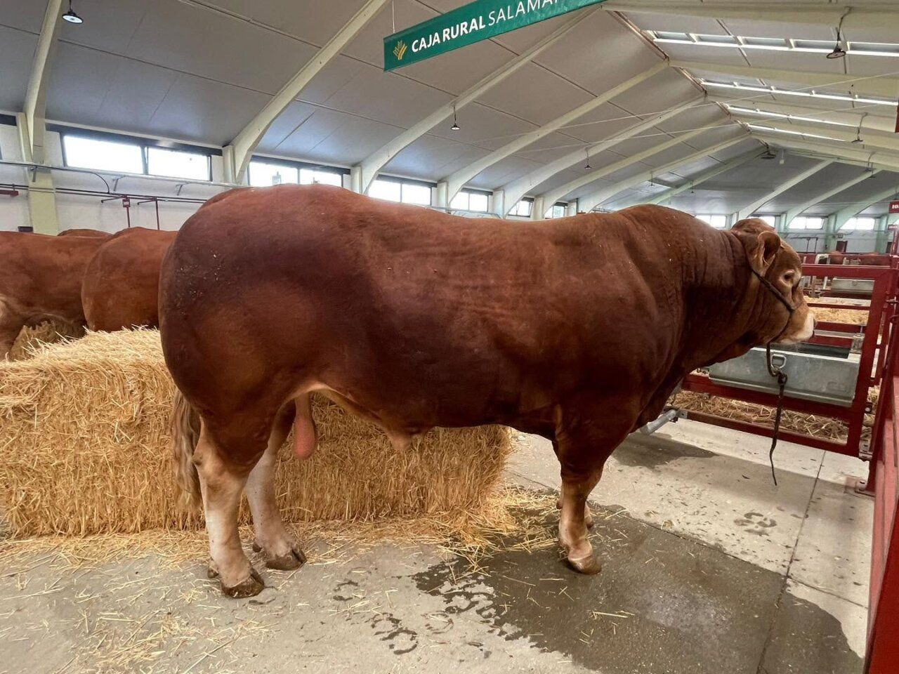 Vaca en el recinto ferial de Salamaq 2026 en Salamanca