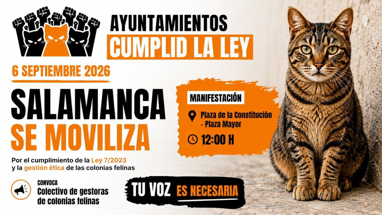 Gato con cartel de protesta sobre bienestar animal en Salamanca.