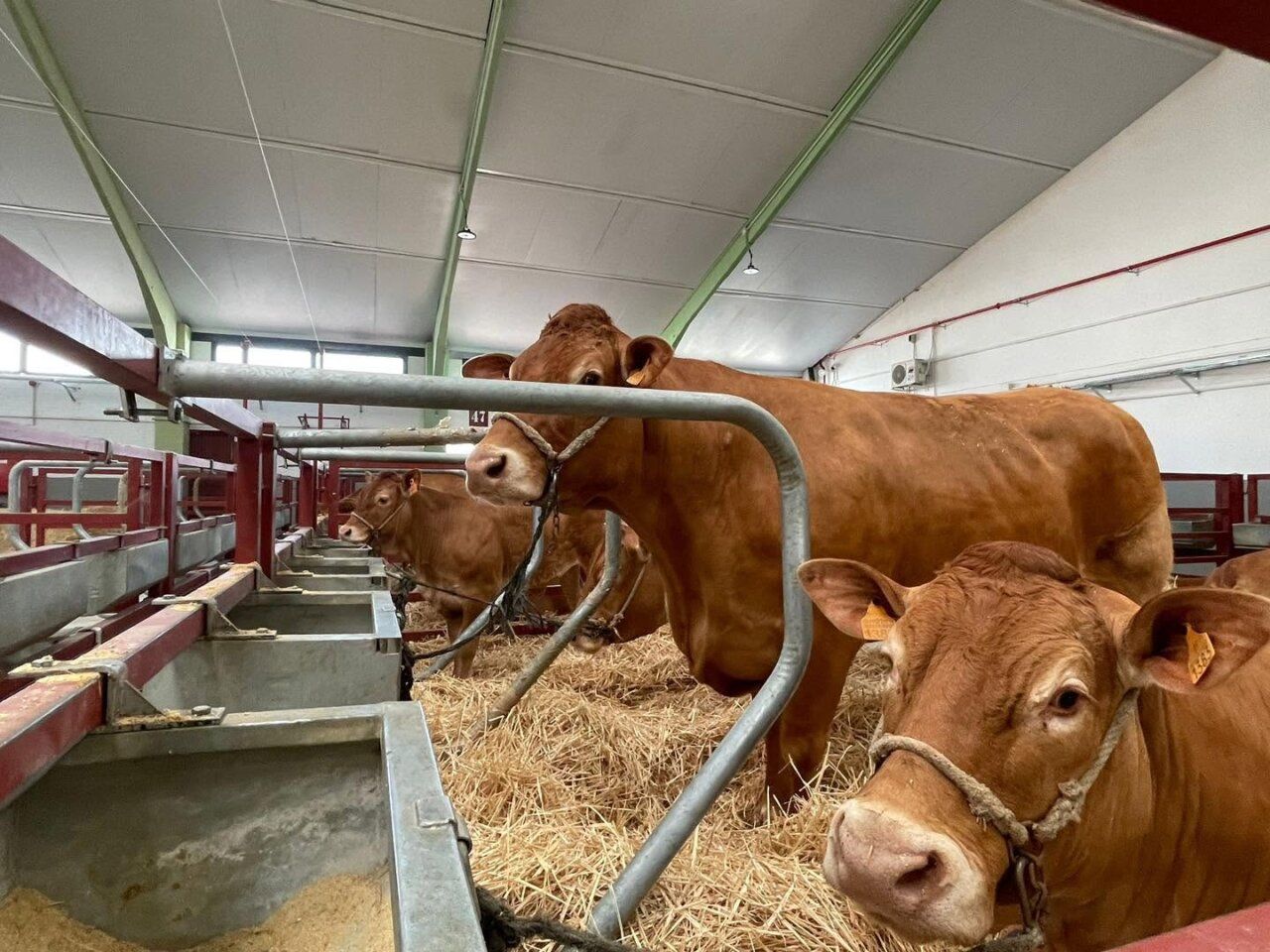 Vacas en el recinto ferial de Salamaq 2026 preparándose para el evento