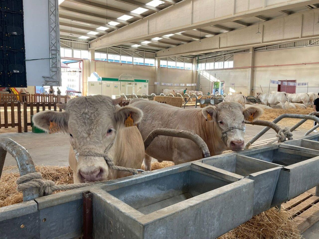 Vacas en el recinto ferial de Salamaq 2026 preparándose para el evento