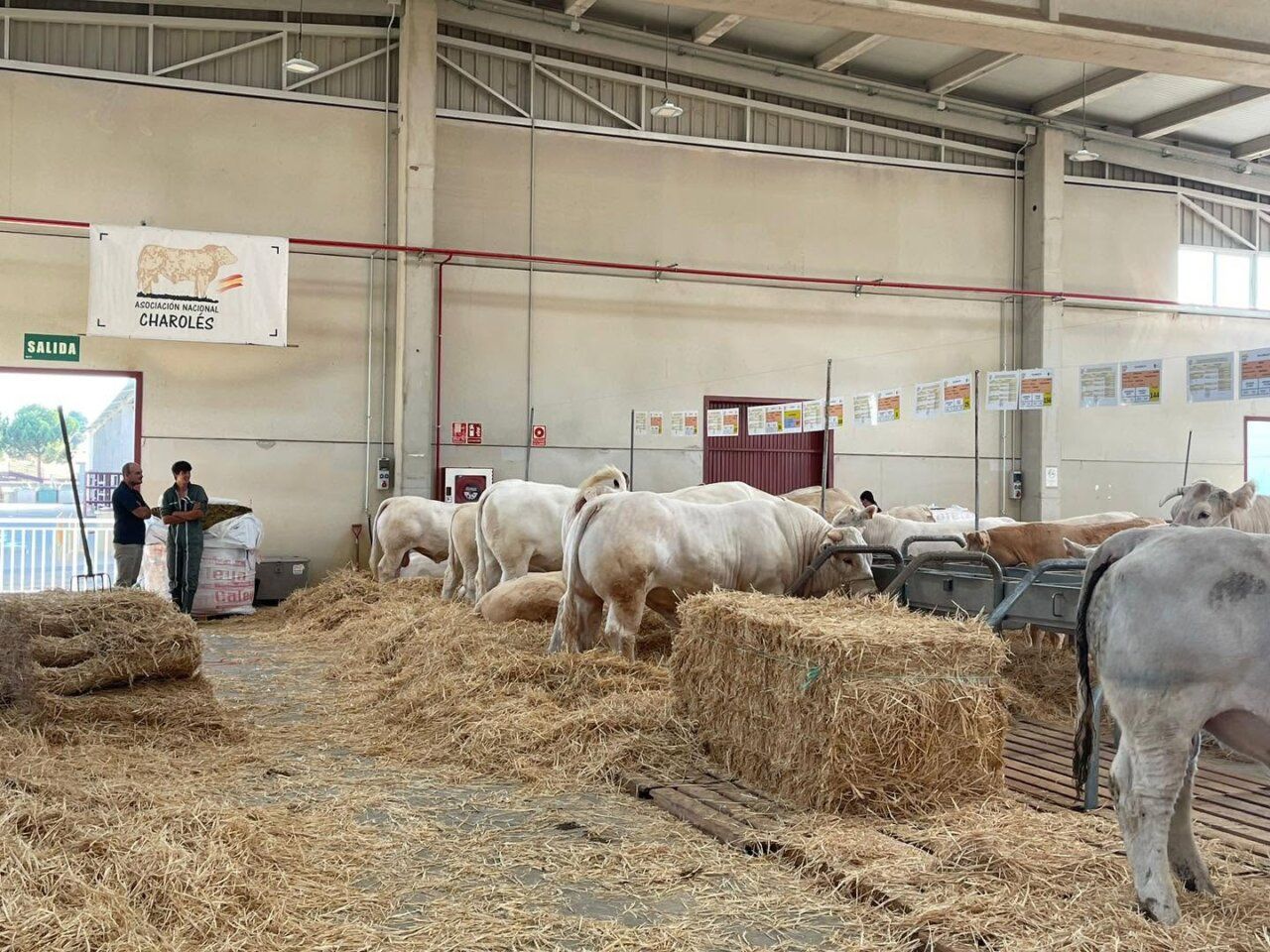 Preparativos en el recinto ferial de Salamaq 2026 con ganado y expositores