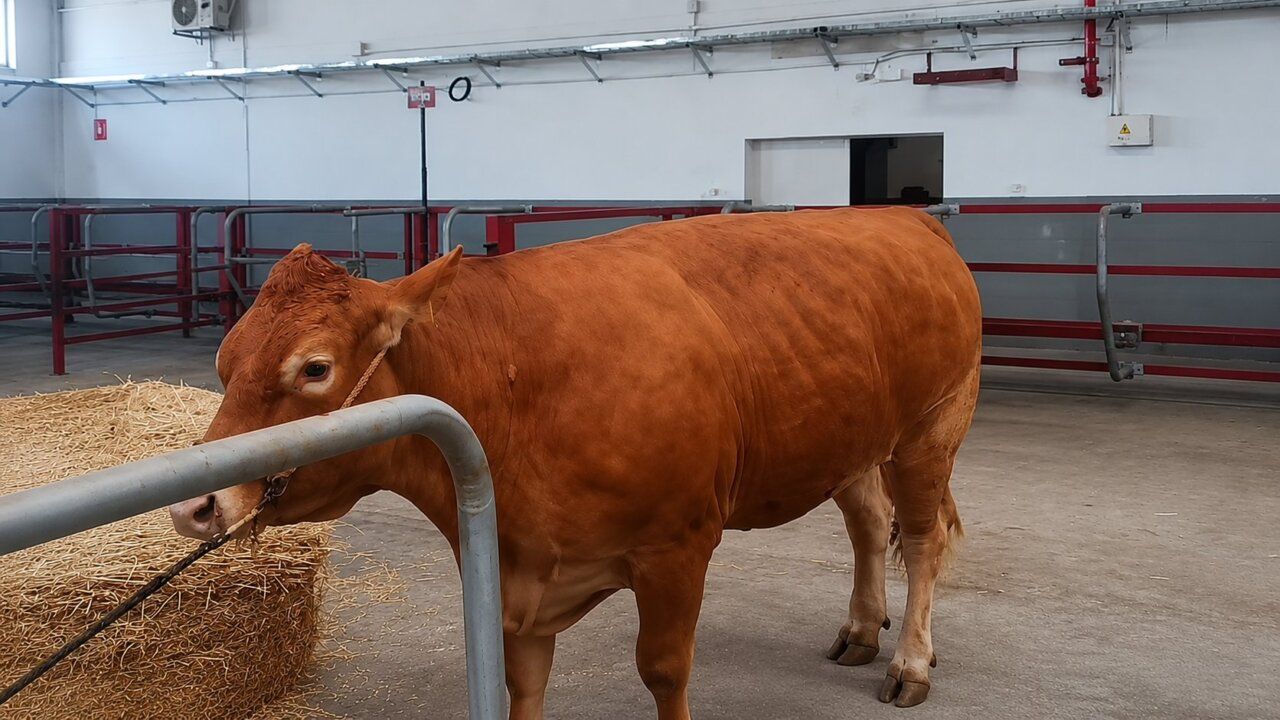Vaca de raza Limusina en el recinto de la feria Salamaq