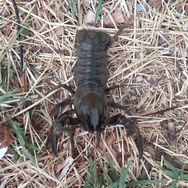 Cangrejo señal en el entorno natural de Alba de Tormes