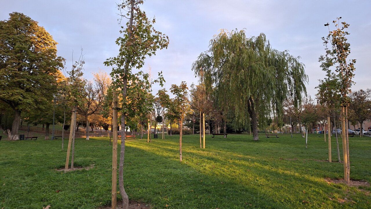 Árboles jóvenes sujetos a tutores en una zona verde con césped y árboles adultos.
