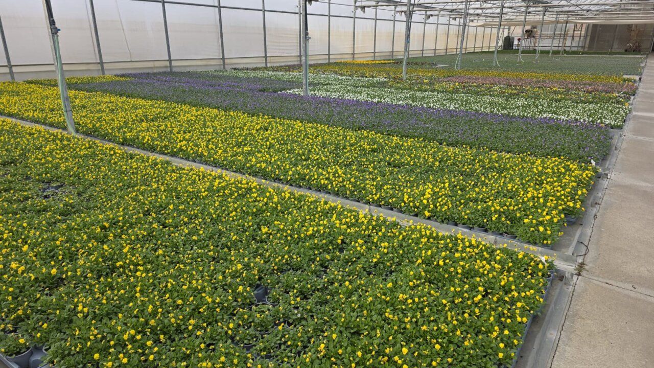 Bandejas con plantas de flores amarillas y moradas alineadas dentro de un invernadero