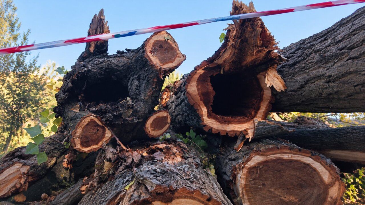 Troncos de árbol cortados con cavidades oscuras bajo cinta de señalización.