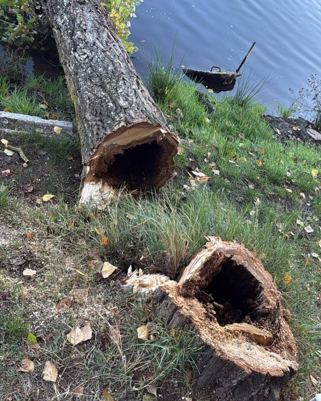 Troncos de árboles cortados junto a la orilla, con el agua al fondo